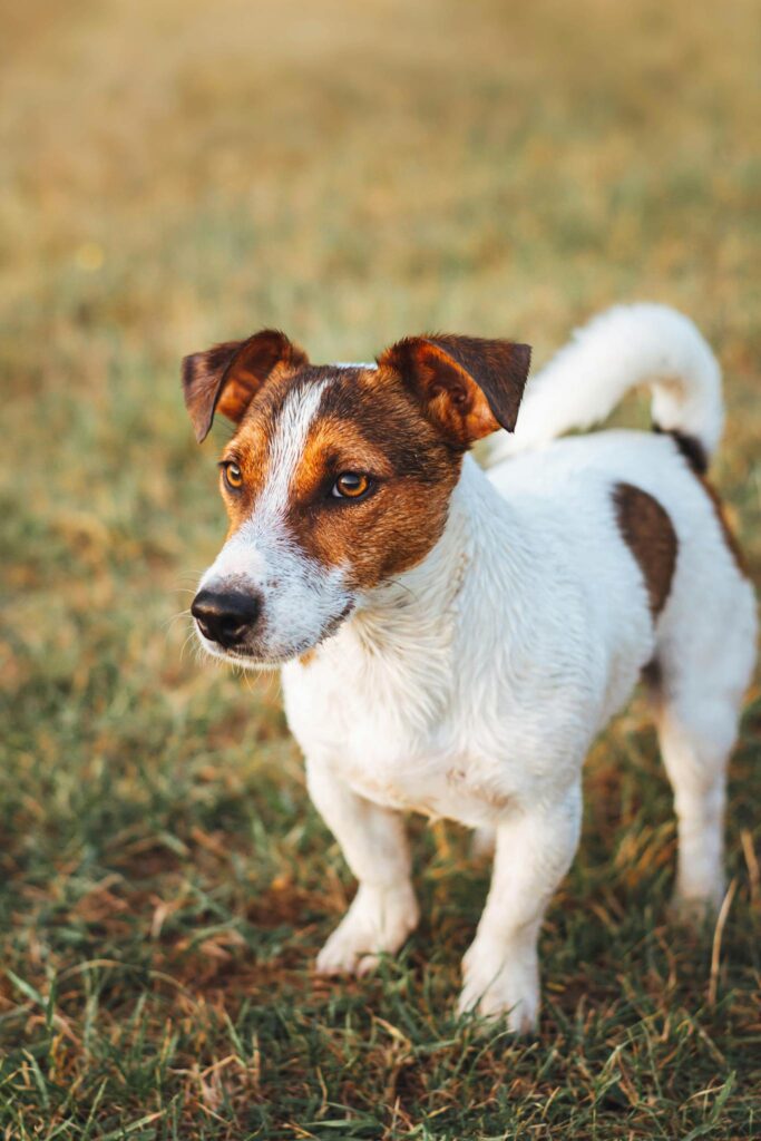 Jack Russell Terrier dog standing attentive in a grassy field.